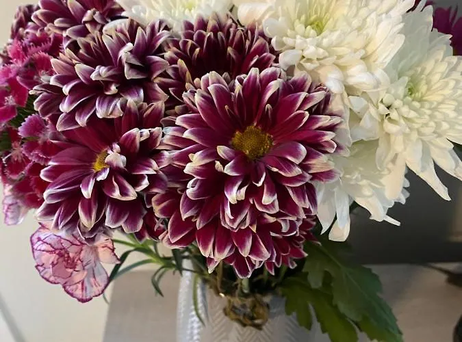 Tranquil Hébergement de vacances York